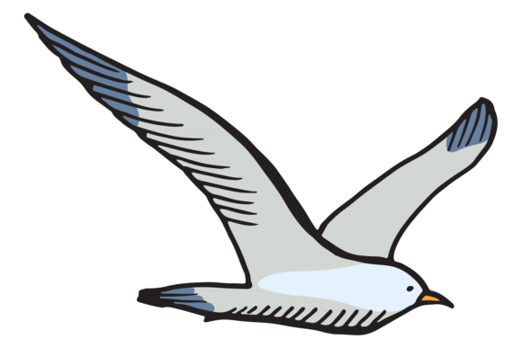 Seagull Color Sketch: A Marine Bird Hand-Drawn Asset
